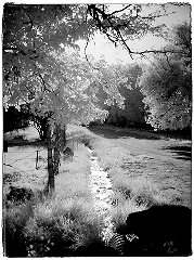 Woodland Path Infrared in Gafton Ghost Town, UT  Dave Hickey